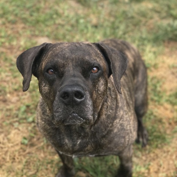 Meet your Posher, Fawn - Picture 3 of 7